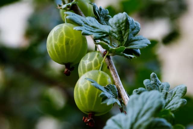 Gooseberries
