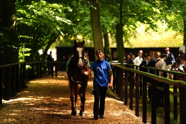 “Seagulls Eleven always showed us a little bit more at home and is a bit more highly tried, but he’s actually only the winner of a novice race, despite being third in the National Stakes and second in the Superlative,” said Palmer.