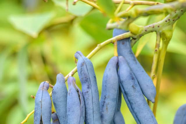 3. Dead man’s fingers (Decaisnea fargesii)
