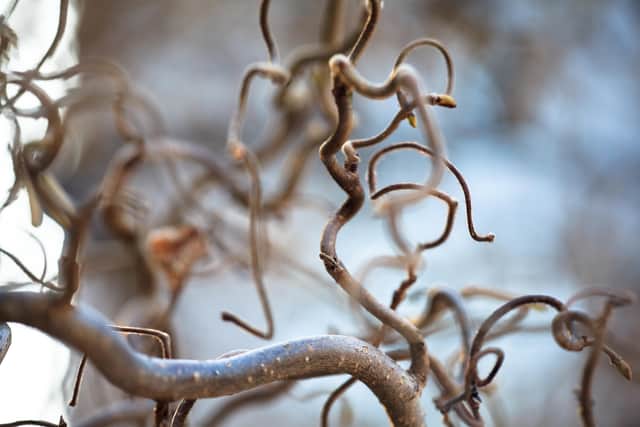 4. Corkscrew hazel (Corylus avellana ‘Contorta’)