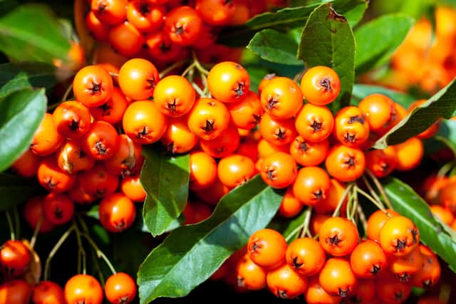 5. Pyracantha ‘Orange glow’