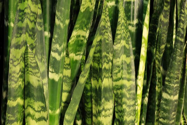 4. Snake plant (sansevieria)