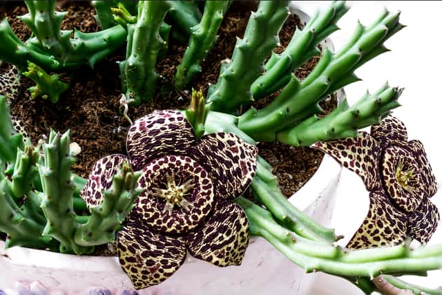 5. Carrion flower
