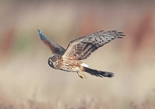 Hen harrier in flight