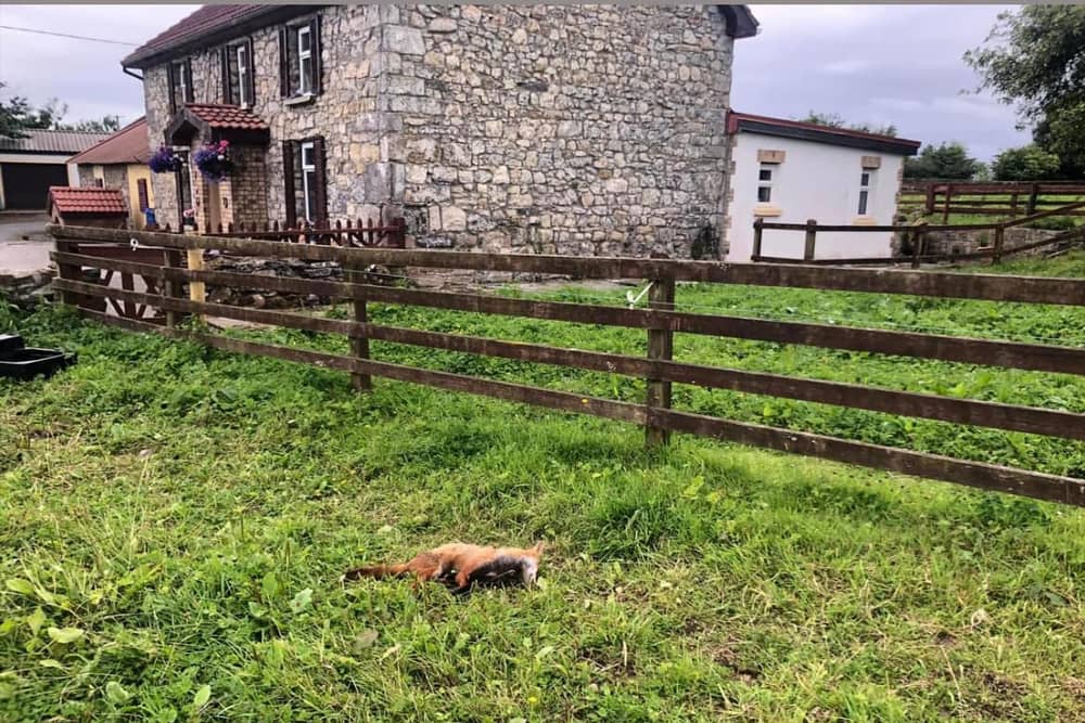 Francis Ward: 'A car stopped outside the house, turned off its lights and shot the fox' Picture: Facebook