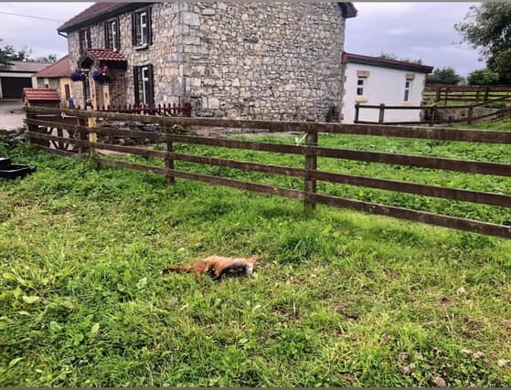 Francis Ward: 'A car stopped outside the house, turned off its lights and shot the fox' Picture: Facebook