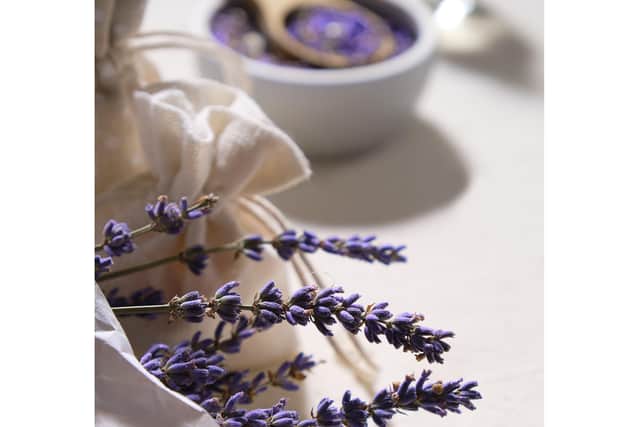 “Plus, its distinctive ‘ears’ – serrated leaves and fringed flowers – make it visually striking and instantly recognisable,” highlights Denyer.