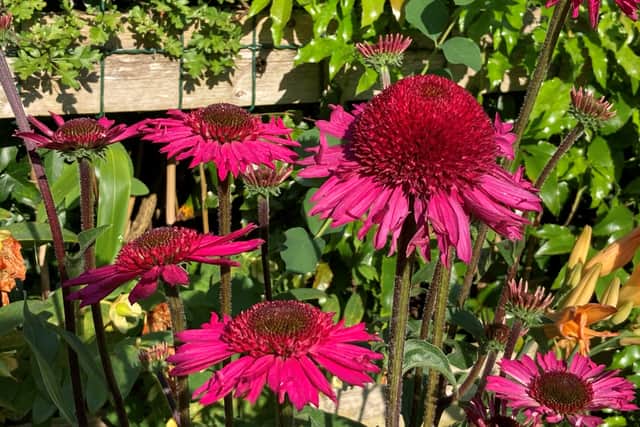 2. Echinacea