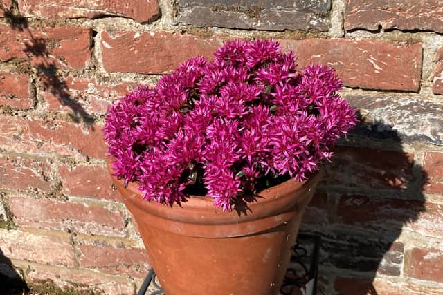 3. Hylotelephium (formerly known as Sedum)
