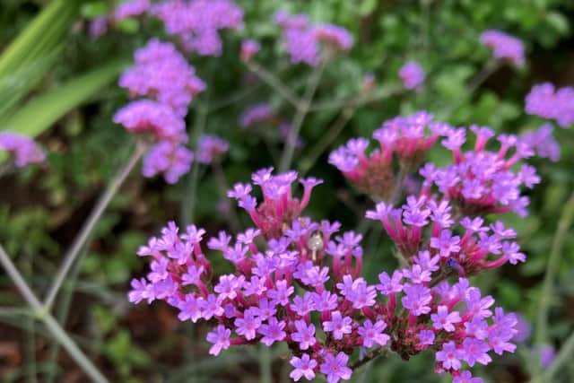 4. Verbena bonariensis
