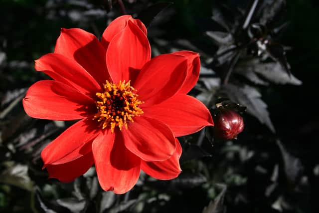 5. Dahlia