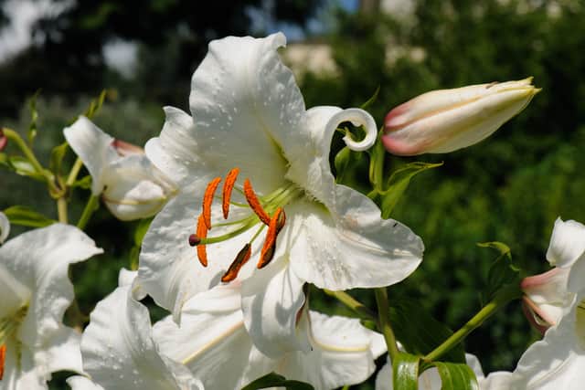 6. Lily