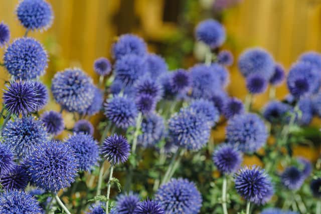 7. Echinops (globe thistle)