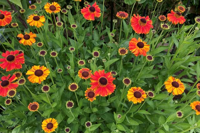 8. Helenium