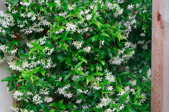 Don’t over-engineer your small urban garden with hard landscaping. Instead, use planting as the key material, McGuire advises. Plants such as Trachelospermum jasminoides (star jasmine), a climber, can completely transform a boundary and has the added advantage of scent and is attractive to pollinators.