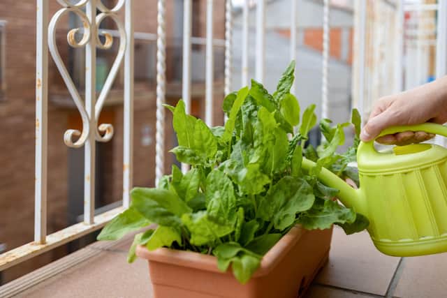 Make watering easier