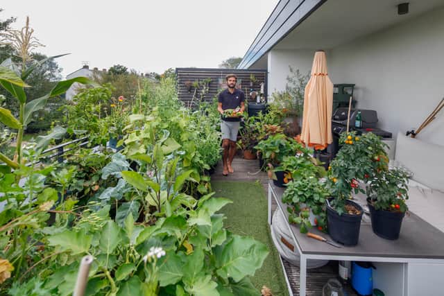 If you lead a busy life, have a balcony which you want to transform with veggies and fruits but don’t know where to start, Instagram and TikTok influencer Patrick Vernuccio, aka @TheFrenchieGardener, may be able to help.