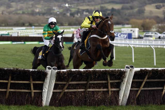 Sir Gino (Triumph Hurdle, Friday)