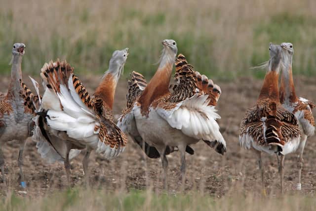 Celebrate spring days with these brilliant birding breaks in the UK