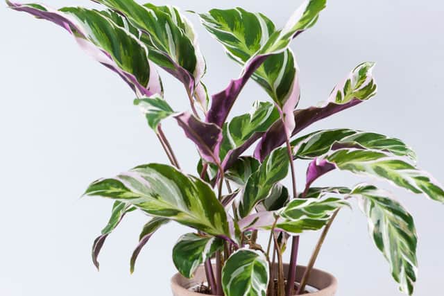2. Prayer plant (calathea)