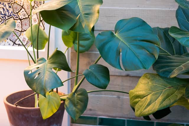 3. Swiss cheese plant (monstera deliciosa)