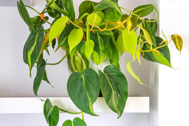 5. Sweetheart plant (philodendron)