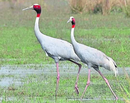 The pair of common cranes spotted near Lough Boora recently. The birds are believed to be nesting locally presenting the possibility of breeding here for the first time in 300 years