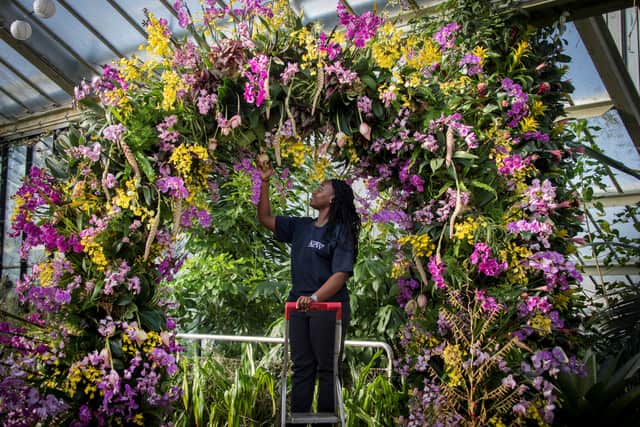 1. They are one of the largest plant families
