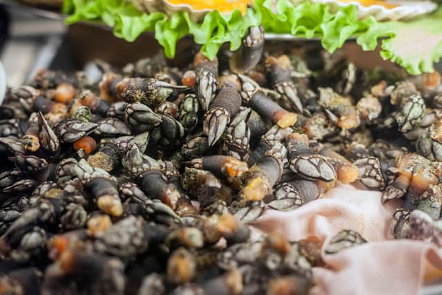 If you’re cooking percebes at home, the process is simple – all you have to do is boil them in salted water for a few minutes and they’re good to go. Most recipes suggest keeping things simple – eating them as is, squeezing over some lemon, or garnishing with herbs like parsley.