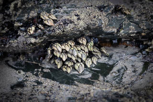 Harvesting percebes often involve scaling dangerous cliff faces, getting buffeted by waves and even going underwater. This means they’re relatively expensive – and the bigger the barnacle, the more money they’ll fetch, as they contain more meat.