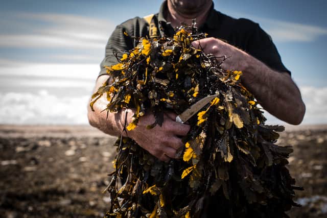 Bathe with seaweed