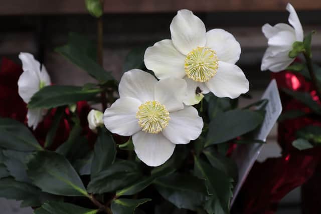 Helleborus niger (Christmas rose): These elegant perennials actually prefer being grown outside, but if you’ve kept it healthy in a cool place with plenty of light over the festive season, it may survive being transferred to the garden in spring, once flowering has finished.