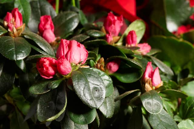 Rhododendron simsii (Christmas azalea)