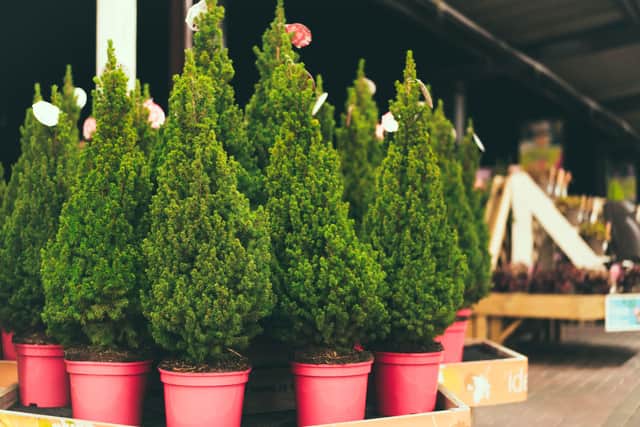 Christmas trees