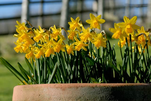 Narcissus ‘Tête-à-tête’