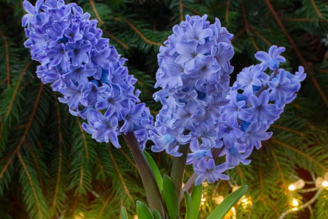Hyacinths
