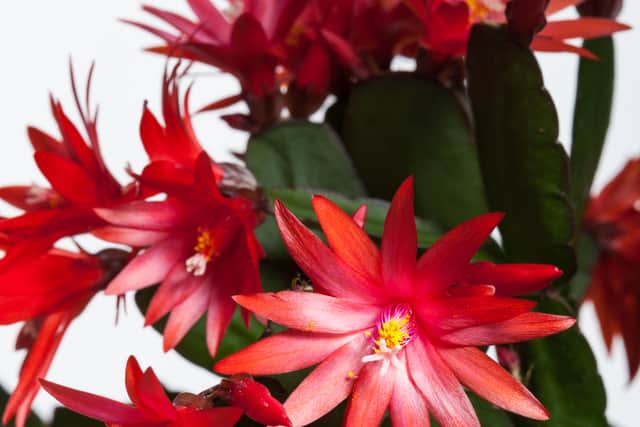 Schlumbergera buckleyi – your Christmas cactus may have been flowering its heart out over the festive season, but it is a tender plant, so it can only be put outdoors during the warmer months, from June to September, when all danger of frost has passed. It needs part or full shade as can get burnt in the sun.