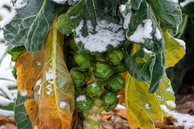 How to grow your own Brussels sprouts