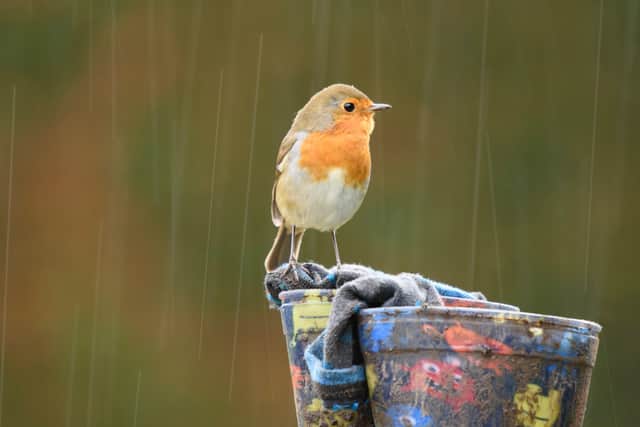 While droughts are often detrimental to gardens and foliage, a surplus of water isn’t always good news either.