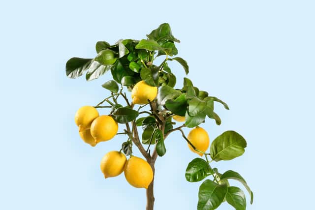5 edible houseplants to brighten your home – and satisfy your tastebuds