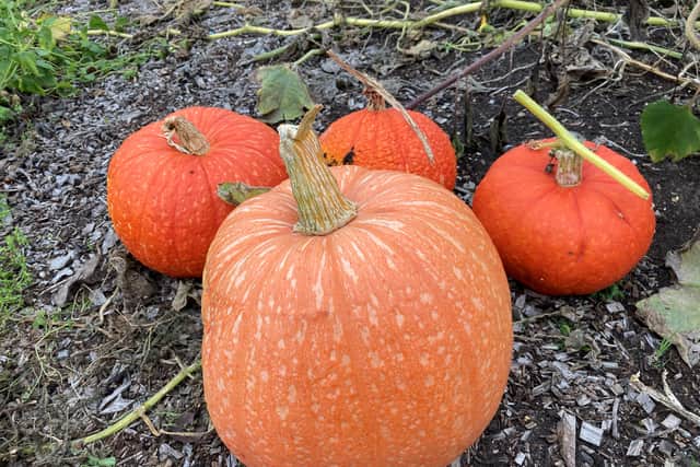 How easy are they to grow?