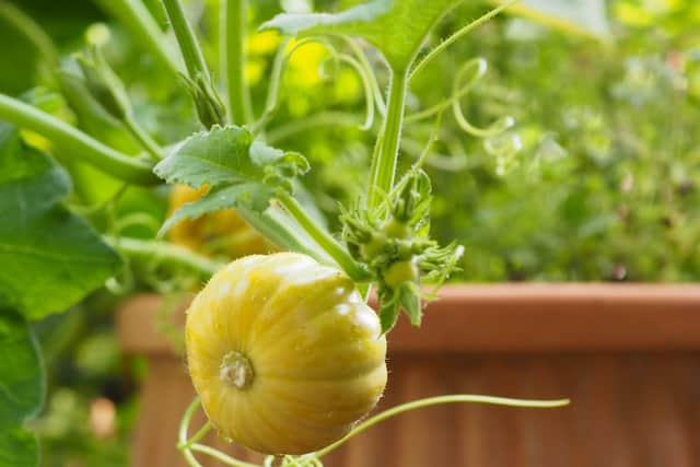 Can you grow them in pots?
