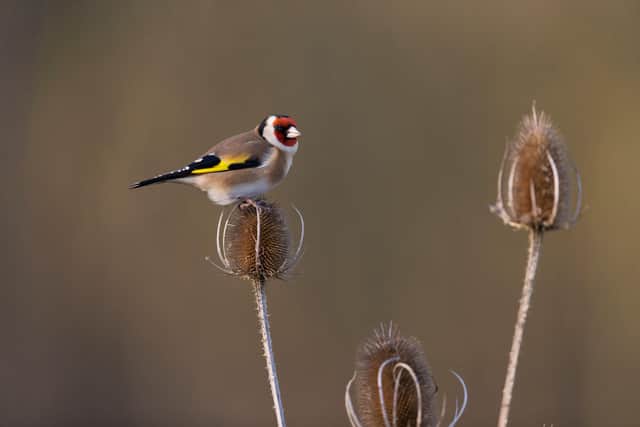 Leave seedheads