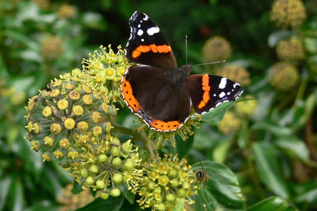 It can be the bane of a gardener’s life, but ivy is an essential food source for birds and provides shelter for insects and bats in the autumn and winter months, says The Woodland Trust.