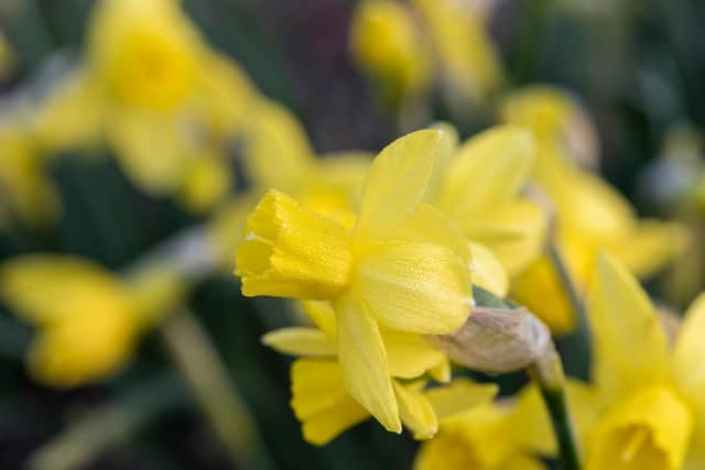 5. Narcissus ‘Yellow Sailboat’