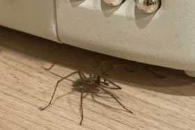 A picture of a spider posted by RTE presenter Sarah McInerney (Sarah McInerney/Twitter)