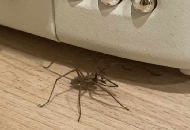 A picture of a spider posted by RTE presenter Sarah McInerney (Sarah McInerney/Twitter)