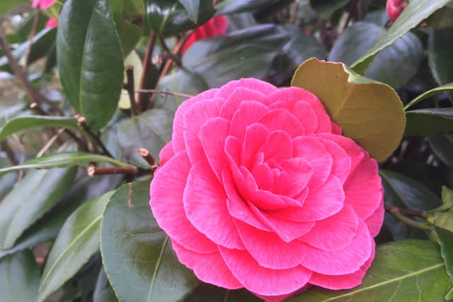 If you have a shady wall, which offers plants a cool root run, you could brighten it with a vigorous Virginia creeper, which will light it up when its leaves change to vibrant deep red in autumn, or camellias for their rose-like blooms, or delicate-looking hellebores with their nodding late winter and early spring flowers.