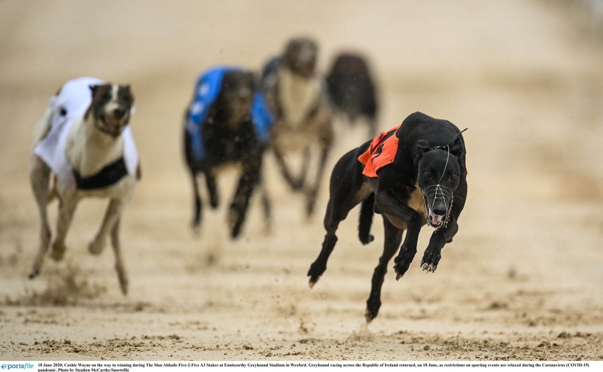 Gone to the dogs: Offaly greyhound still in hunt for Derby glory