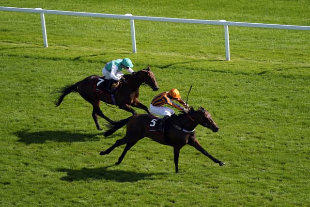Roger Teal looks to have a nice prospect on his hands in the shape of Dancing Gemini (11-2) who wore down Fire Demon late on in the Chapel Down British EBF Maiden Stakes.